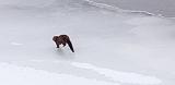 Animal On Ice_DSCF5805
